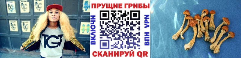 Псилоцибиновые грибы мицелий  Красный Кут 